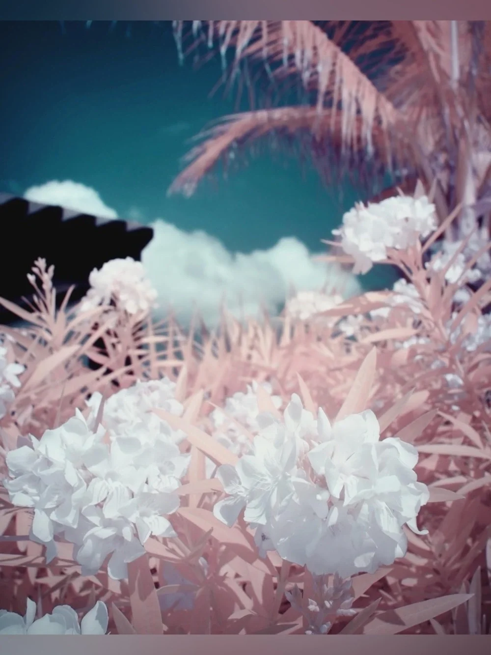 Fujifilm X100V with Infrared SuperColor Conversion